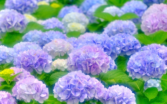 紫陽花の花言葉 良い意味は何がある 色による違いを解説 主婦の気になるアレコレ