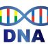 自由研究でDNAを抽出！ブロッコリーから取り出す実験の考察とまとめ